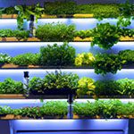 indoor vertical home farming