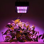 LED grow light