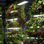 lush vertical garden