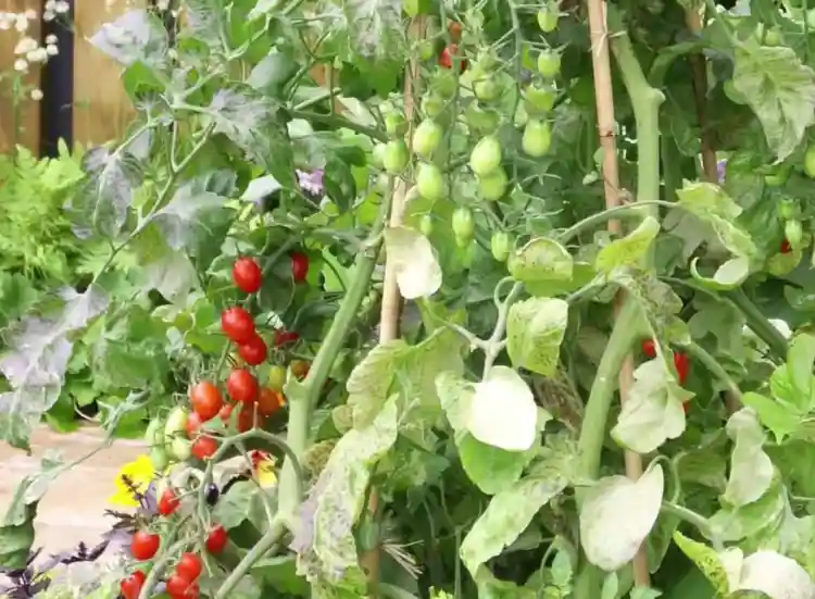 Fruits and Vegetables for Sunny Vertical Gardens
