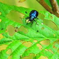 Garden Pest & Disease Control Books