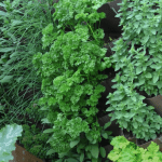green vertical garden