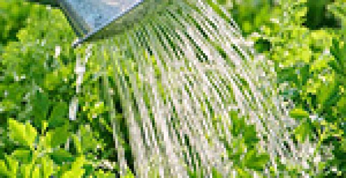 The Nutrient Delivery Systems for Indoor Vertical Farming: The Lifelines of Your Plants’ Growth