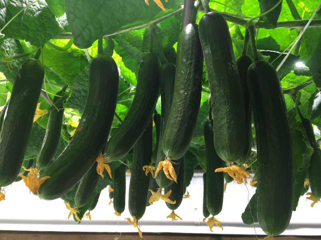 vertical farming cucumbers