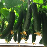 vertical farming cucumbers